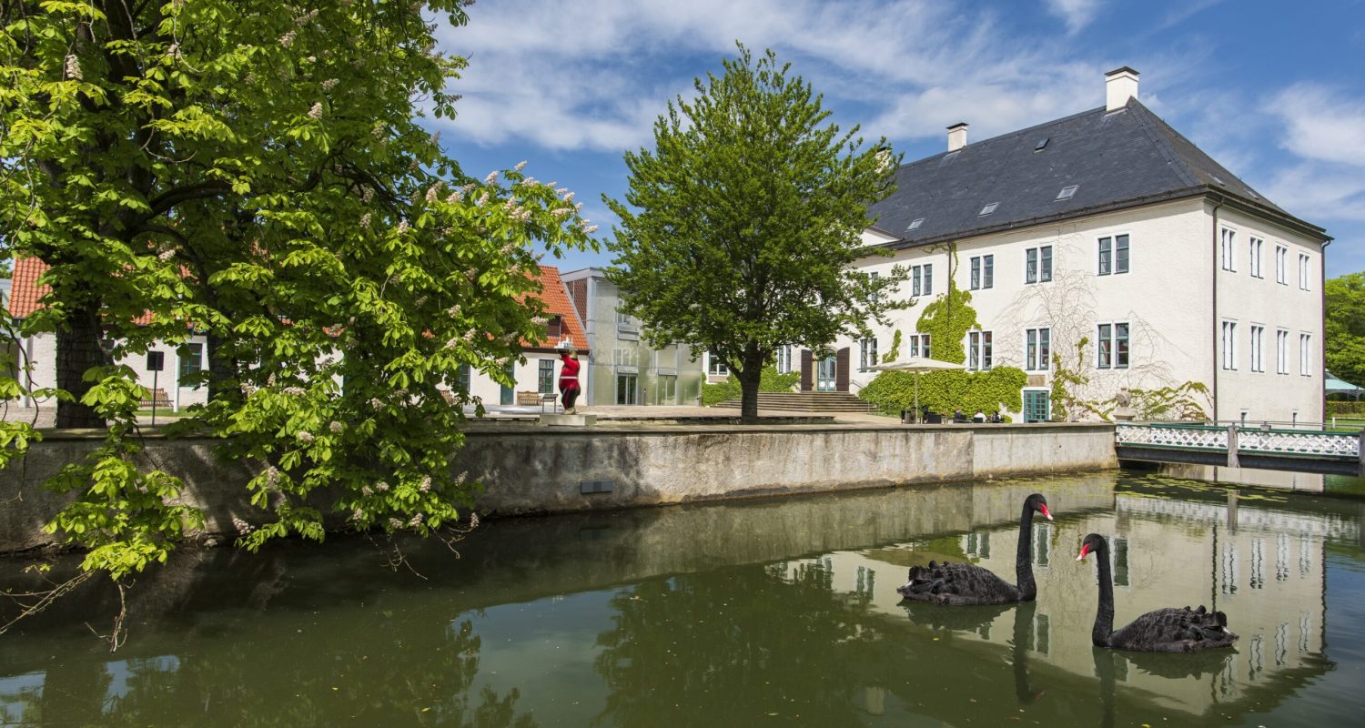 Trauerschwäne Schloss Benkhausen